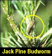Budworm.jpg (16424 bytes)